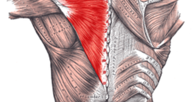 Ease Your Stress and Improve Posture with these simple and easy Trapezius Exercises