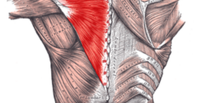 Ease Your Stress and Improve Posture with these simple and easy Trapezius Exercises image